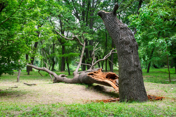 Best Tree and Shrub Care  in Sycamore, GA